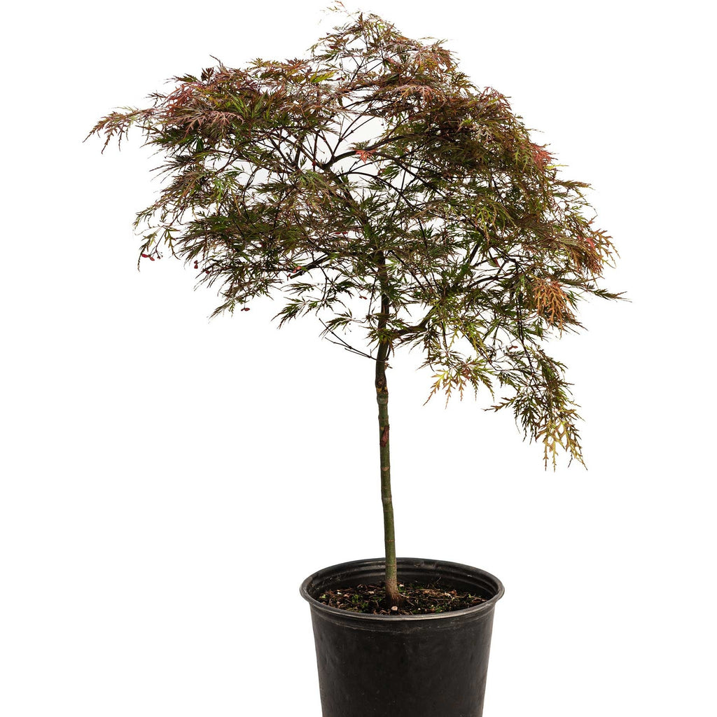 Feathered Red Maple Bonsai