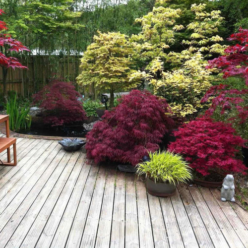 Feathered Red Maple Bonsai