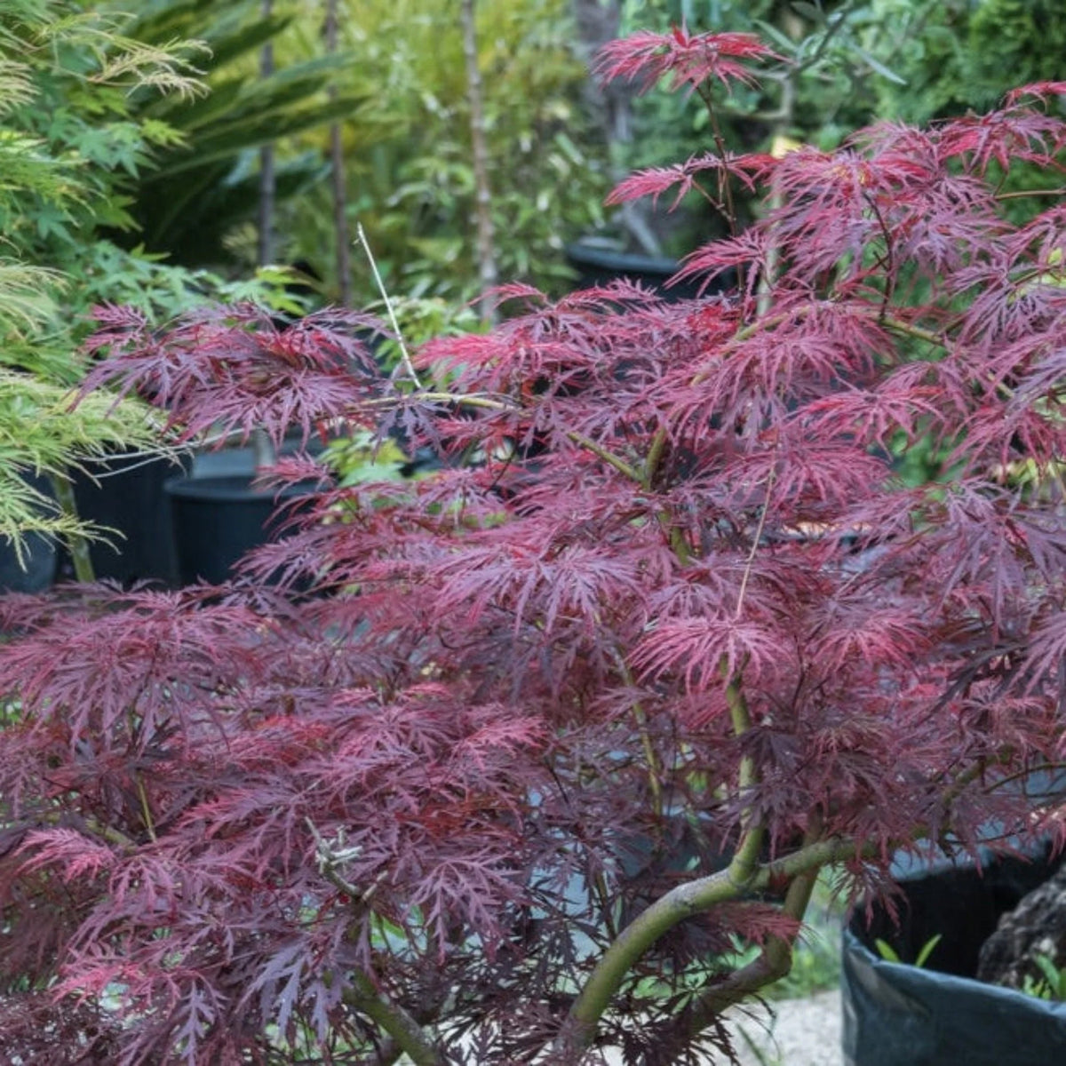 Feathered Red Maple Bonsai