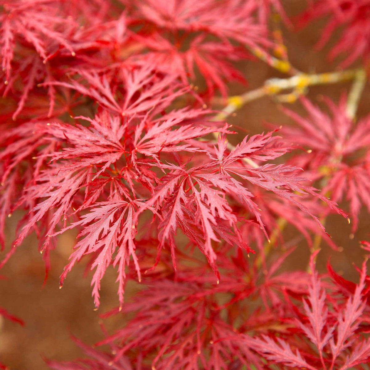 Feathered Red Maple Bonsai