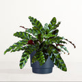 Leopard Print Calathea Potted Plant