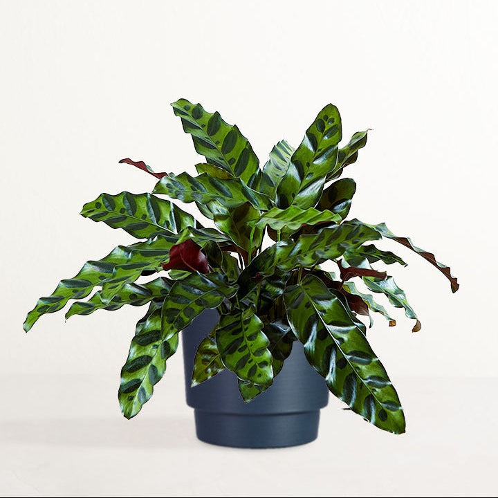 Leopard Print Calathea Potted Plant