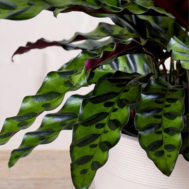 Leopard Print Calathea Potted Plant