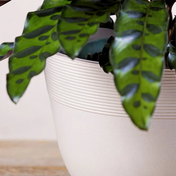 Leopard Print Calathea Potted Plant