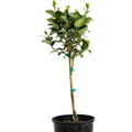 Lime Tree Bonsai