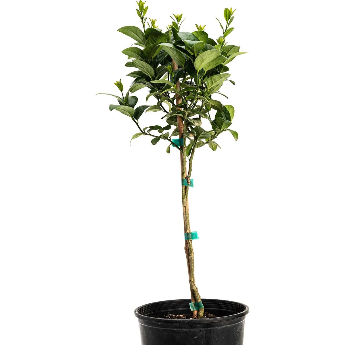Lime Tree Bonsai