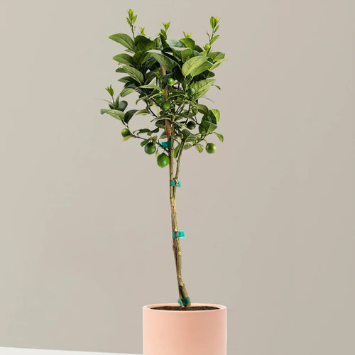 Lime Tree Bonsai