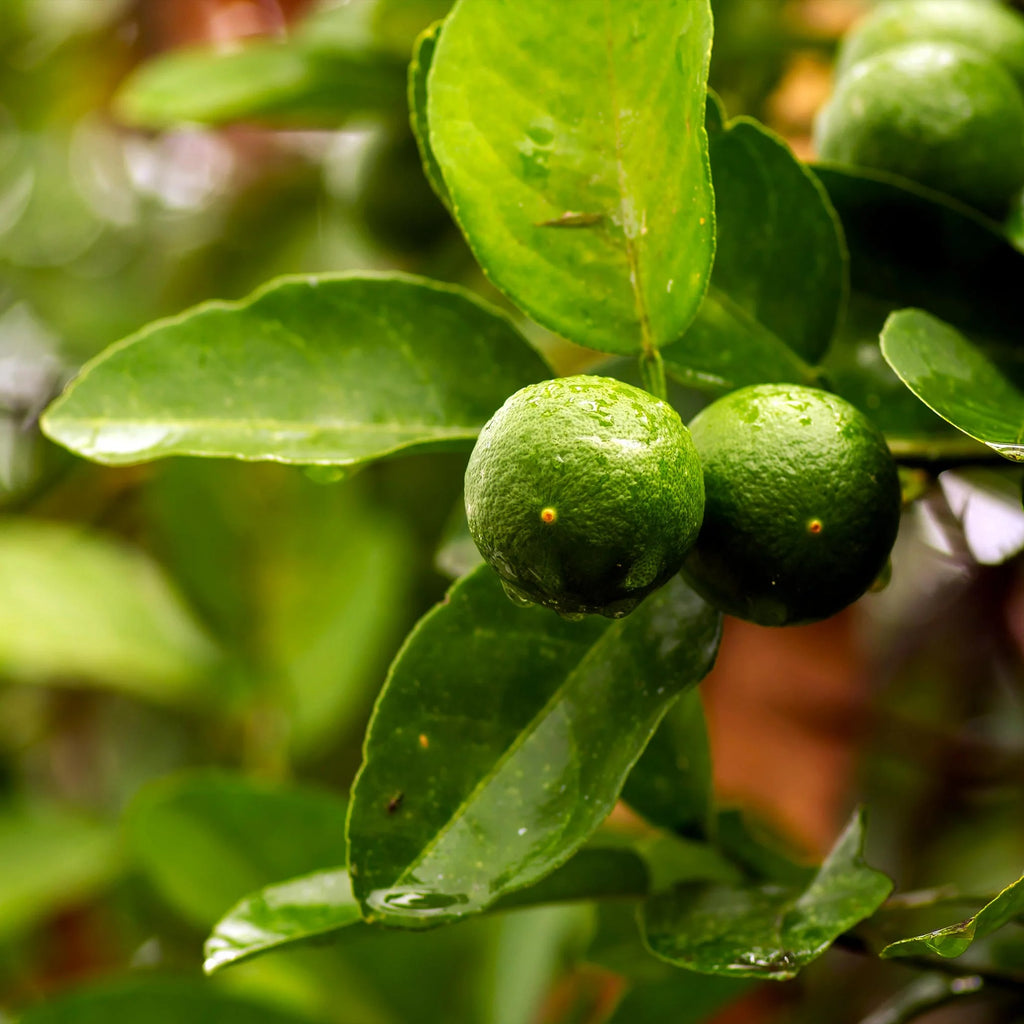 Lime Tree Bonsai