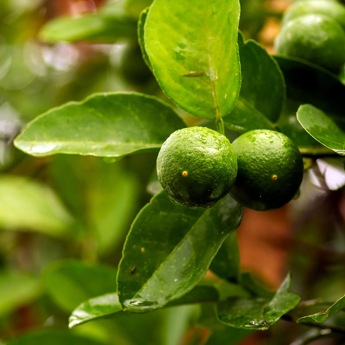 Lime Tree Bonsai