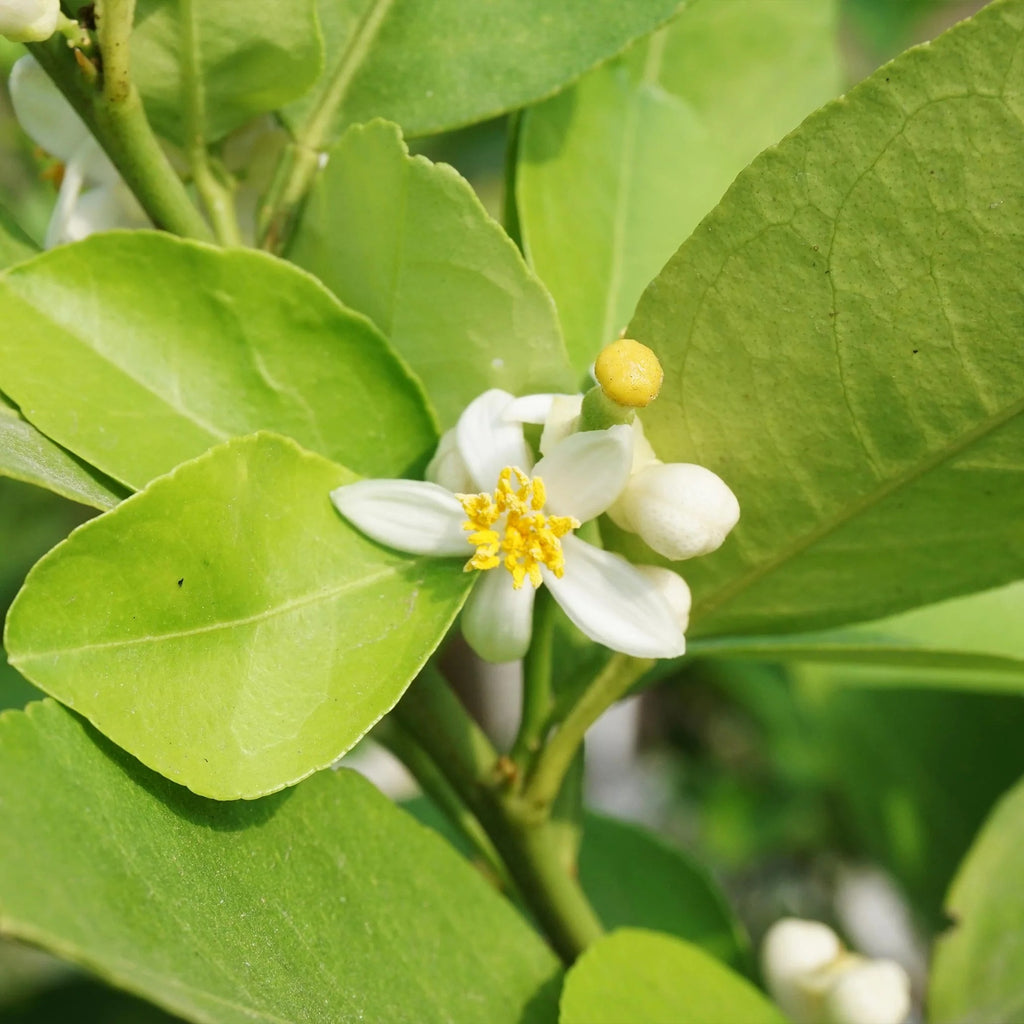 Lime Tree Bonsai