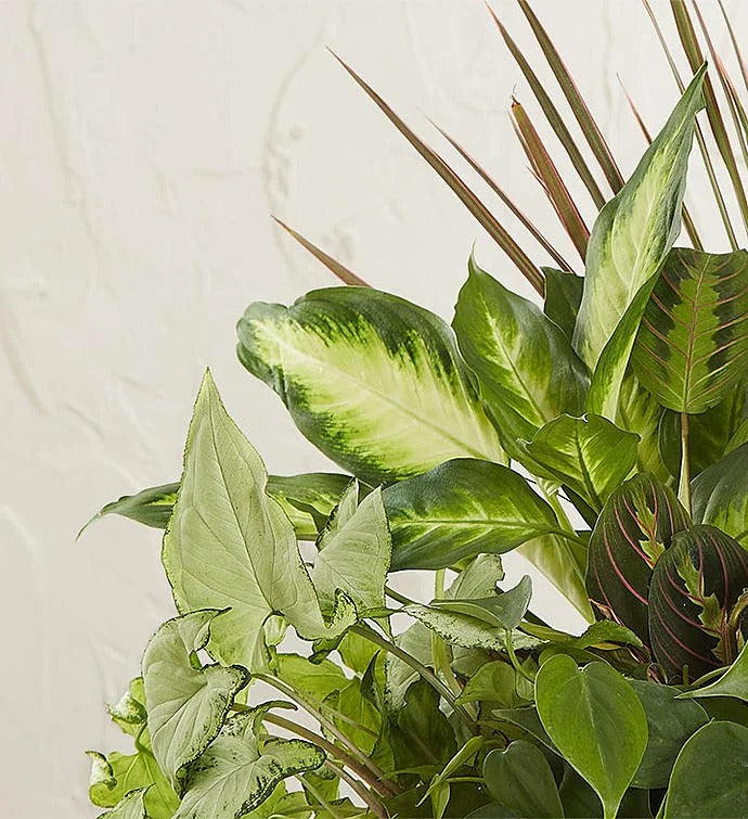 Lively Mixed Greenery Basket for Indoor Plants