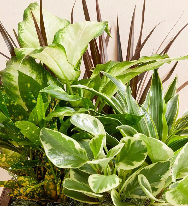 Mixed Green Indoor Plant Ornament in a Square Wooden Pot