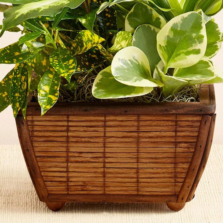 Mixed Green Indoor Plant Ornament in a Square Wooden Pot