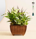 Mixed Green Indoor Plant Ornament in a Square Wooden Pot