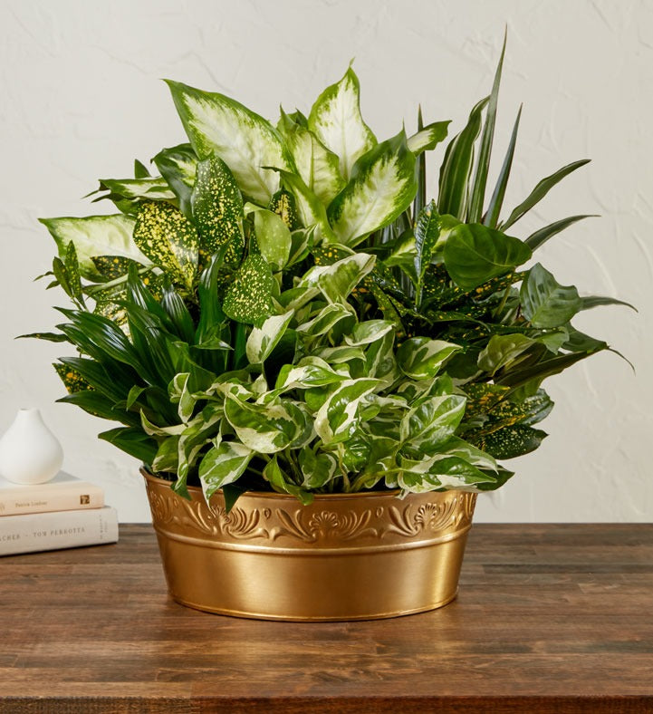 Mixed Green Indoor Plant Ornament in a Gold Embossed Flower Pot