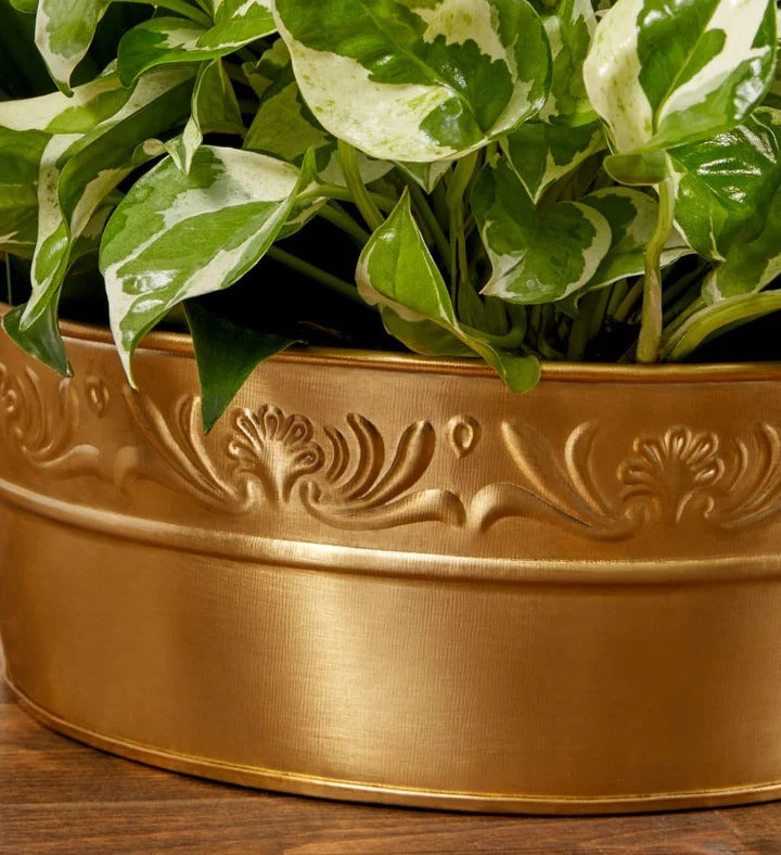 Mixed Green Indoor Plant Ornament in a Gold Embossed Flower Pot