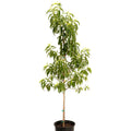 Peach seedlings in pots