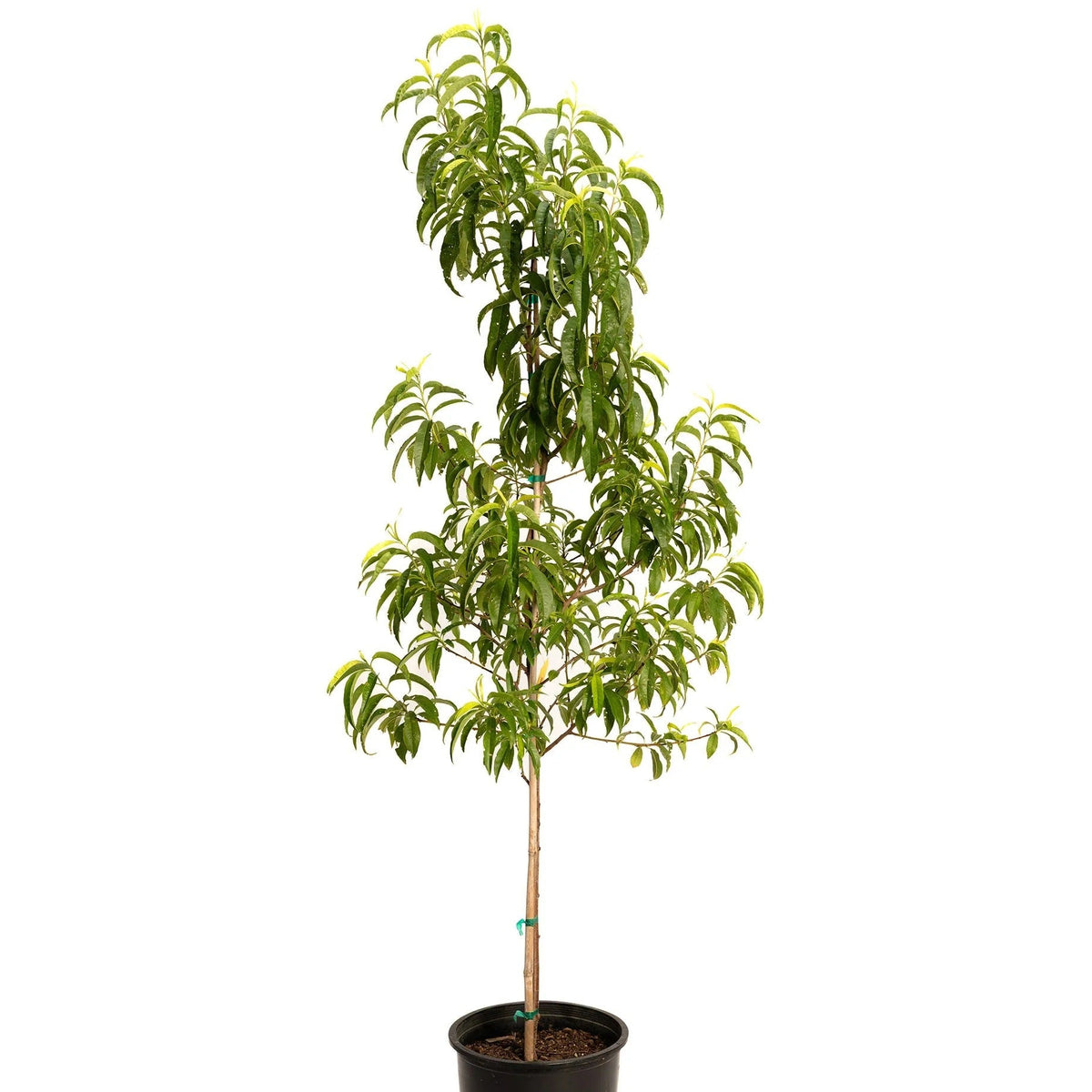 Peach seedlings in pots