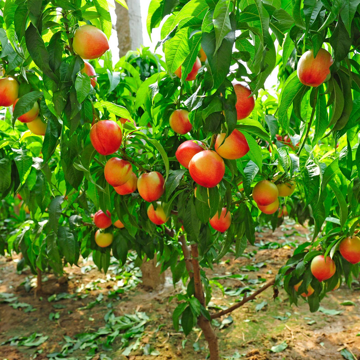 Peach seedlings in pots