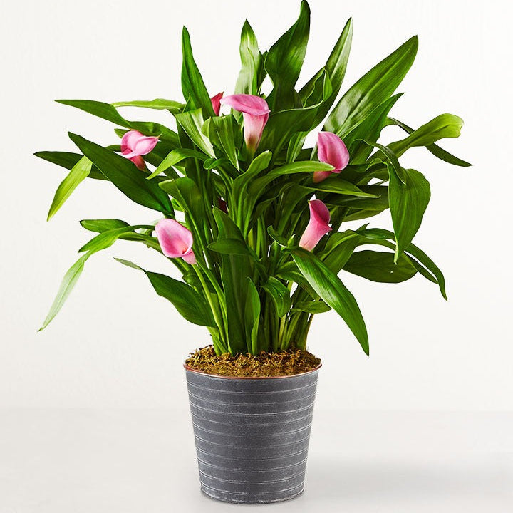 Pink Calla Lily Potted Plant