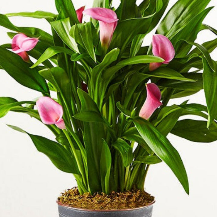 Pink Calla Lily Potted Plant