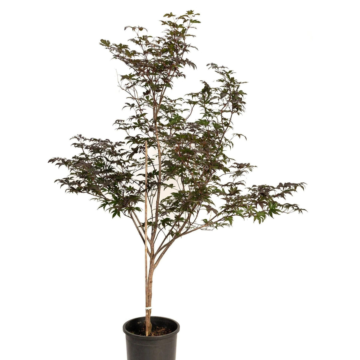 4-inch Japanese Maple Outdoor Bonsai