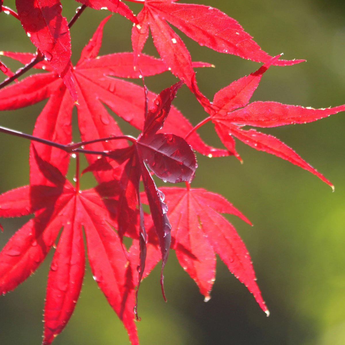 4-inch Japanese Maple Outdoor Bonsai