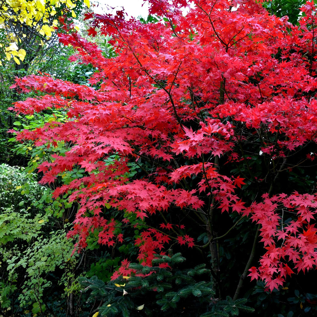 Purple Leaf Japanese Maple Bonsai