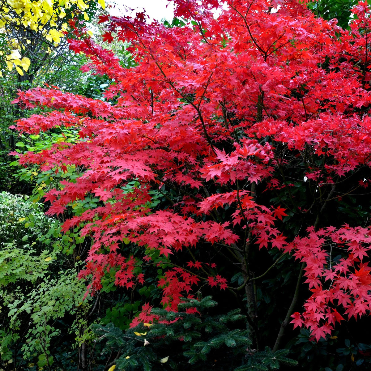 4-inch Japanese Maple Outdoor Bonsai