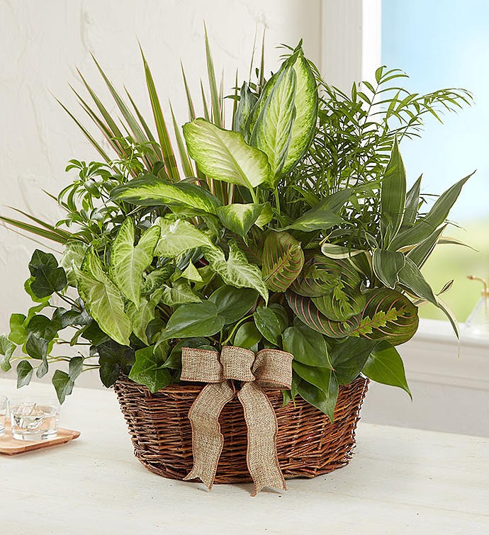 Rattan Basket Plant Combination Potted Plants