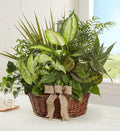 Rattan Basket Plant Combination Potted Plants