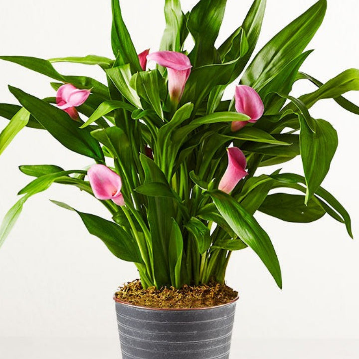 Real Pink Calla Lily Indoor Potted Plant