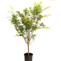 Red Stemmed Maple Bonsai