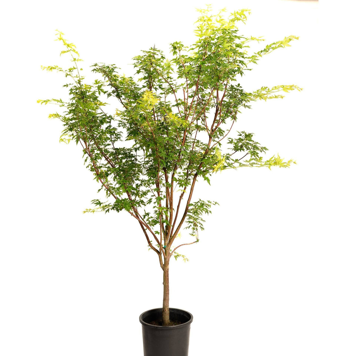 Red Stemmed Maple Bonsai