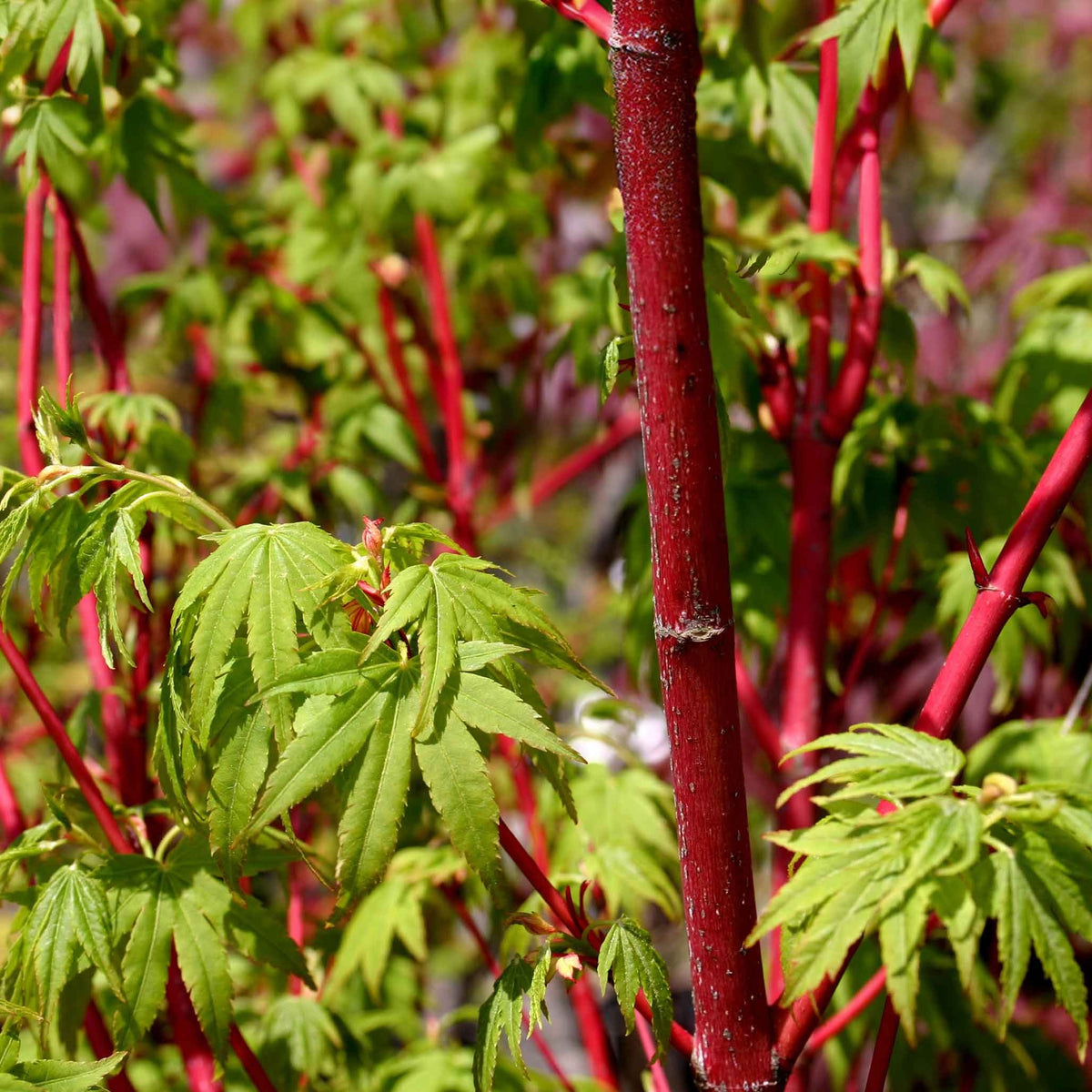 Red Stemmed Maple Bonsai