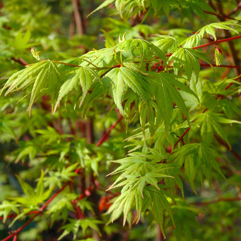 Red Stemmed Maple Bonsai