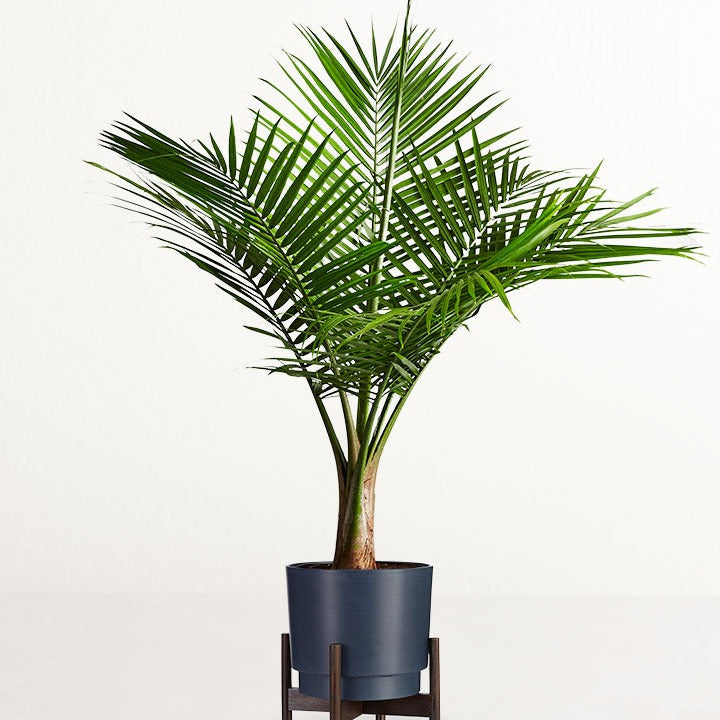 King Coconut Palm Bonsai