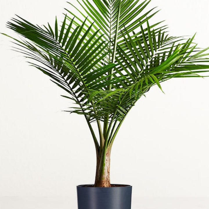 Tropical Palm Tree Indoor Plant