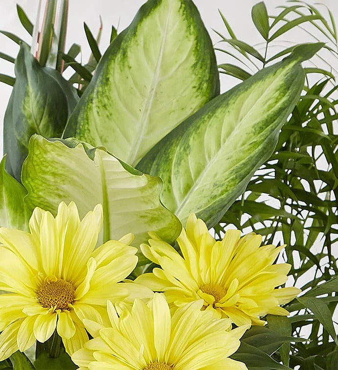 True Yellow Daisy Indoor Potted Plant Basket
