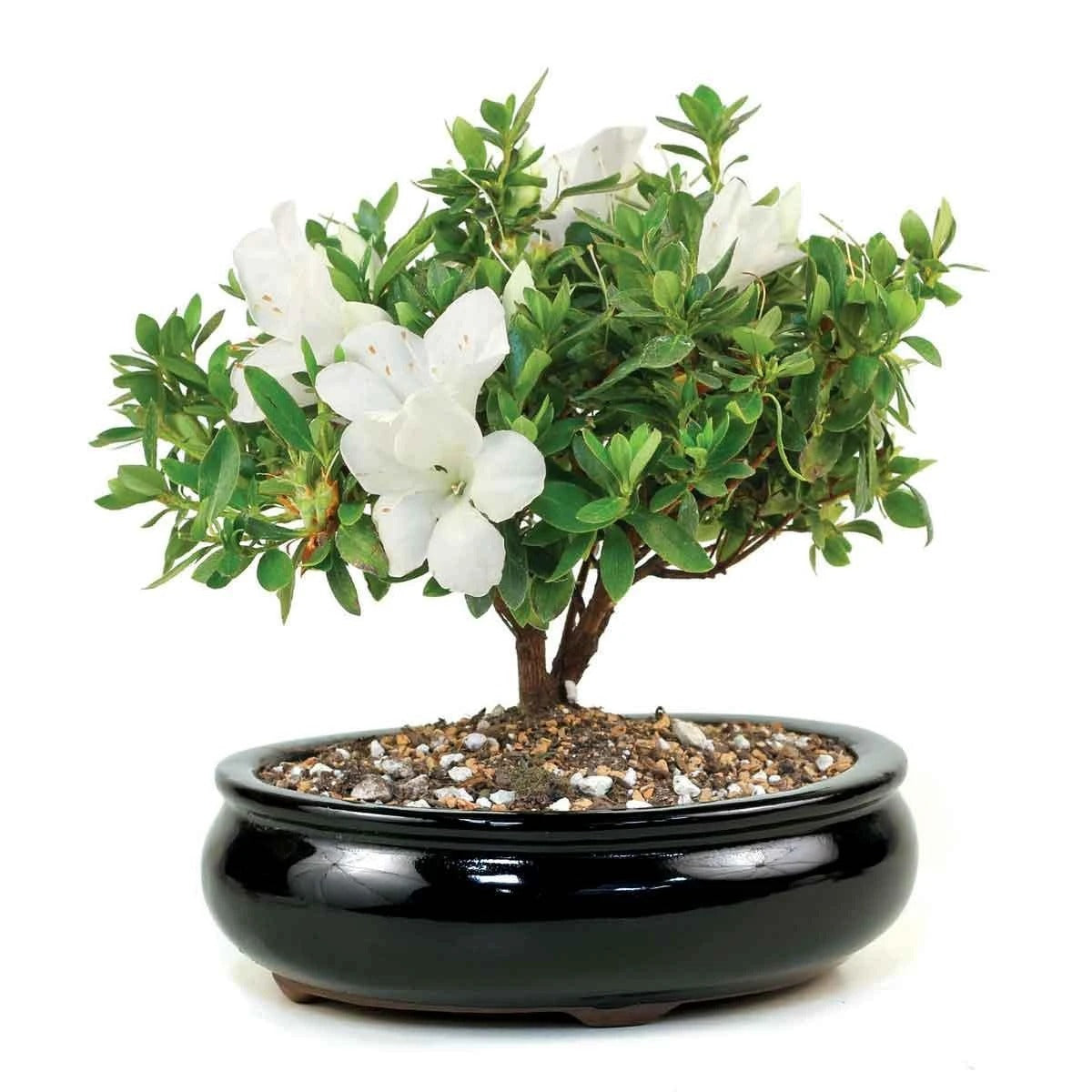 White Azalea Bonsai