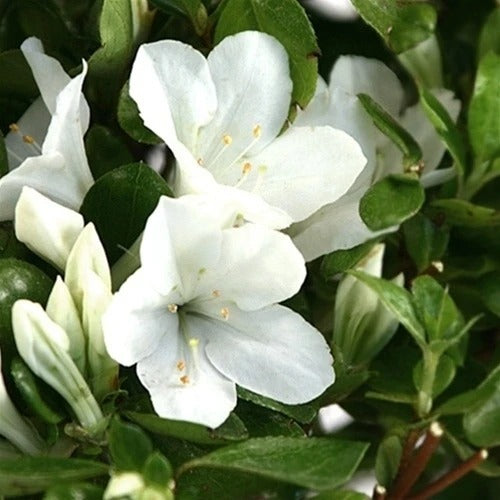 White Azalea Bonsai