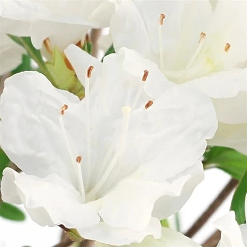 White Azalea Bonsai