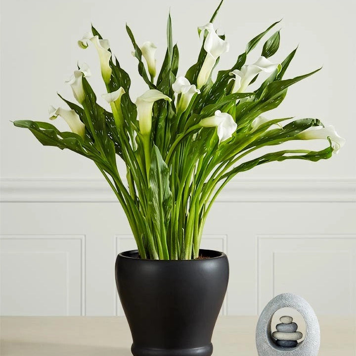 White Calla Lily Ceramic Potted Plant
