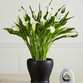 White Calla Lily Ceramic Potted Plant