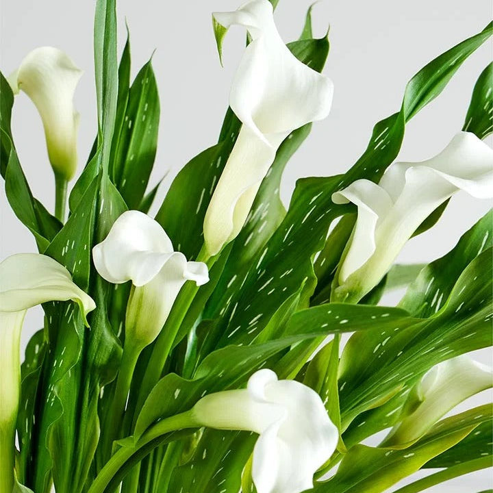 White Calla Lily Ceramic Potted Plant
