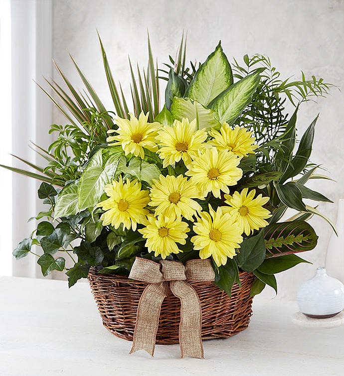 Yellow Daisy Mixed Plant in Wicker Basket