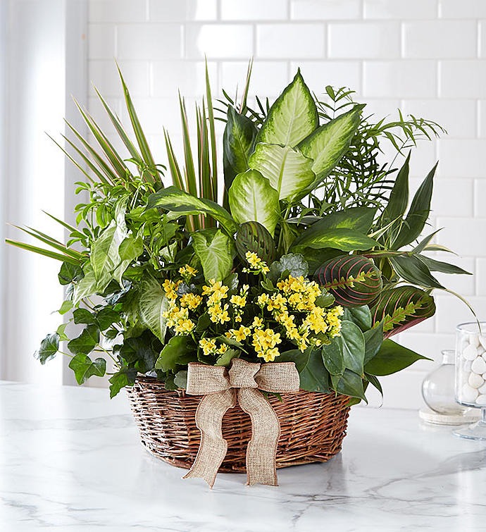 Yellow Flower Mixed Potted Plant in Wicker Basket