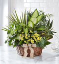 Yellow Flower Mixed Potted Plant in Wicker Basket