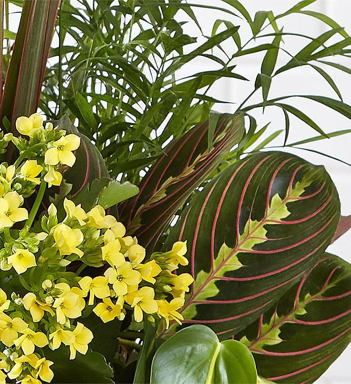 Yellow Flower Mixed Potted Plant in Wicker Basket